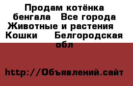 Продам котёнка бенгала - Все города Животные и растения » Кошки   . Белгородская обл.